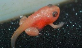 国产蝌蚪网,探索创新科技，引领未来生活新潮流