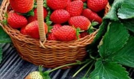 完整国产免费水莓100,免费品尝100份水莓的甜蜜诱惑